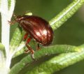 Chrysolina americana